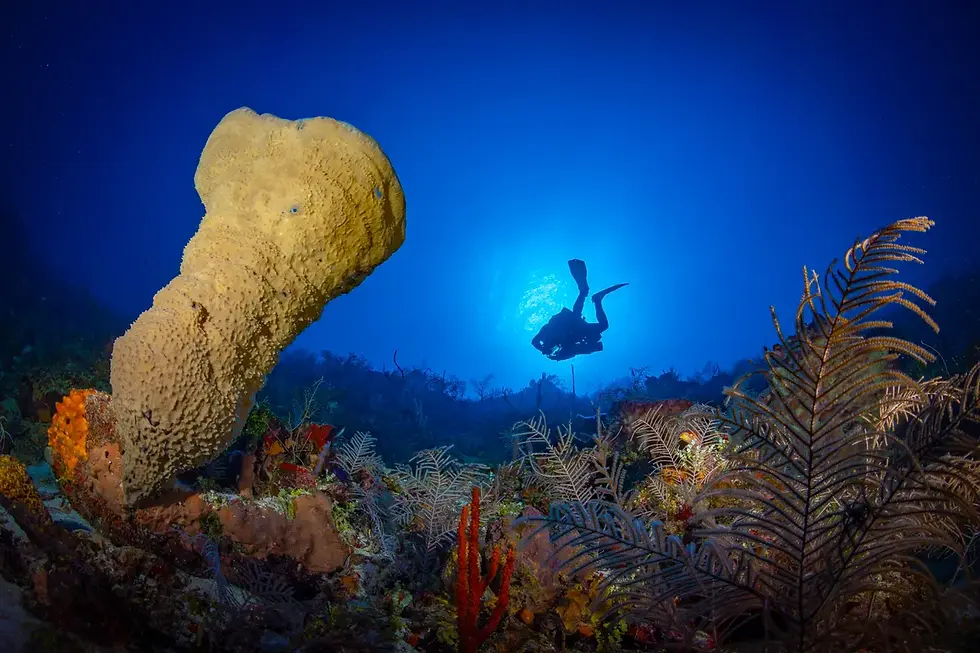 A scuba diver swims near a large yellow sponge in a colorful coral reef, with deep blue water illuminated by sunlight in the background.