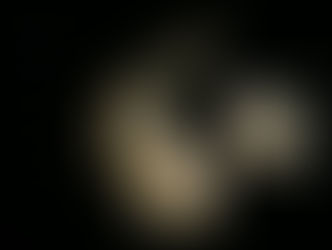 Marine polychaete worm in epitoke reproductive stage curling in dark water