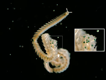 Marine polychaete worm in epitoke reproductive stage curling in dark water