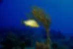 Yellow fish swimming near coral in deep blue ocean, surrounded by rocks. The setting is calm and serene.