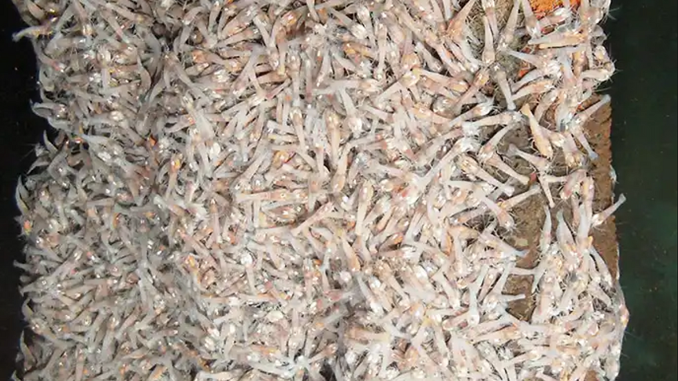 Hundreds of tiny, semi-transparent fish with orange specks cover a dark, textured surface, creating a dense, shimmering pattern.