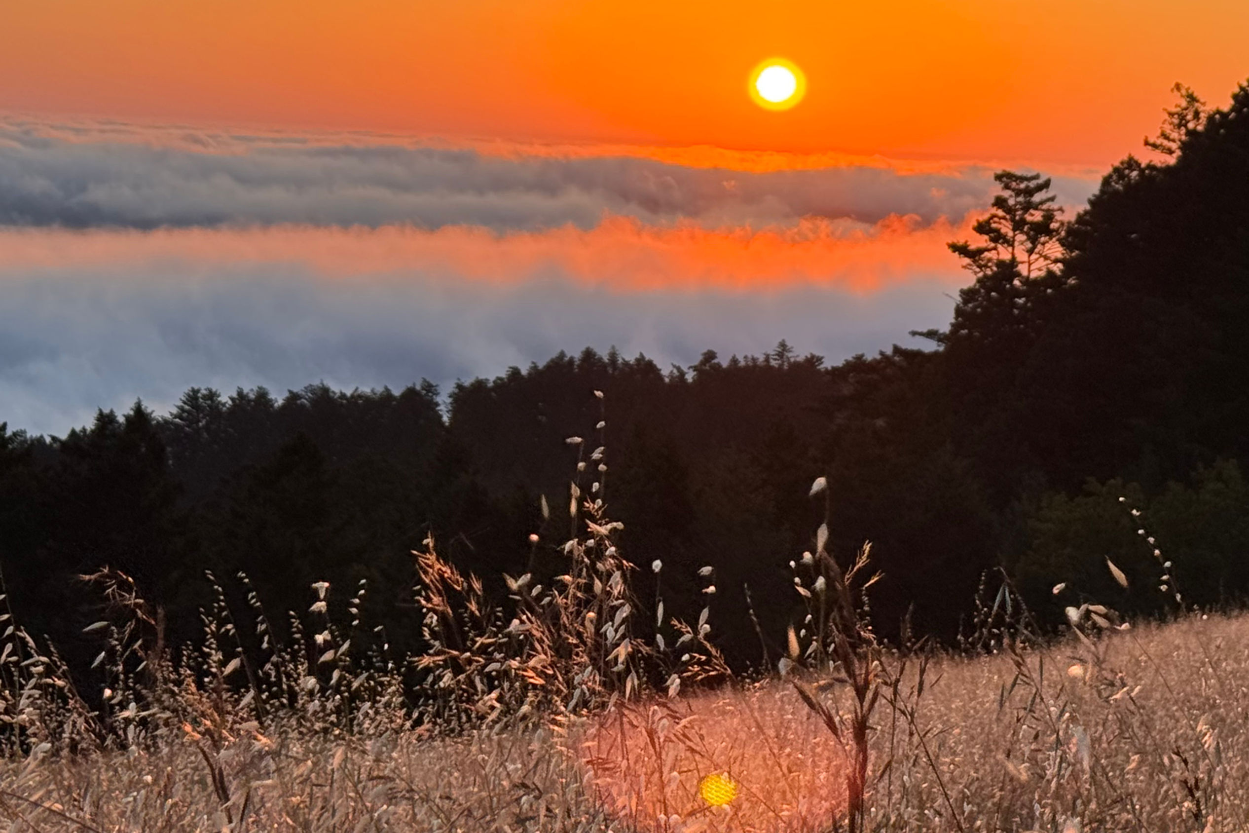 Soft golden light over coastal fog and wild grass in Mount Tamalpais