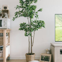 Indoor Trees That Flourish In Low Light When Windows Let You Down