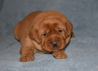 7-28-25 Eden FY BIscuit (640x520).jpg