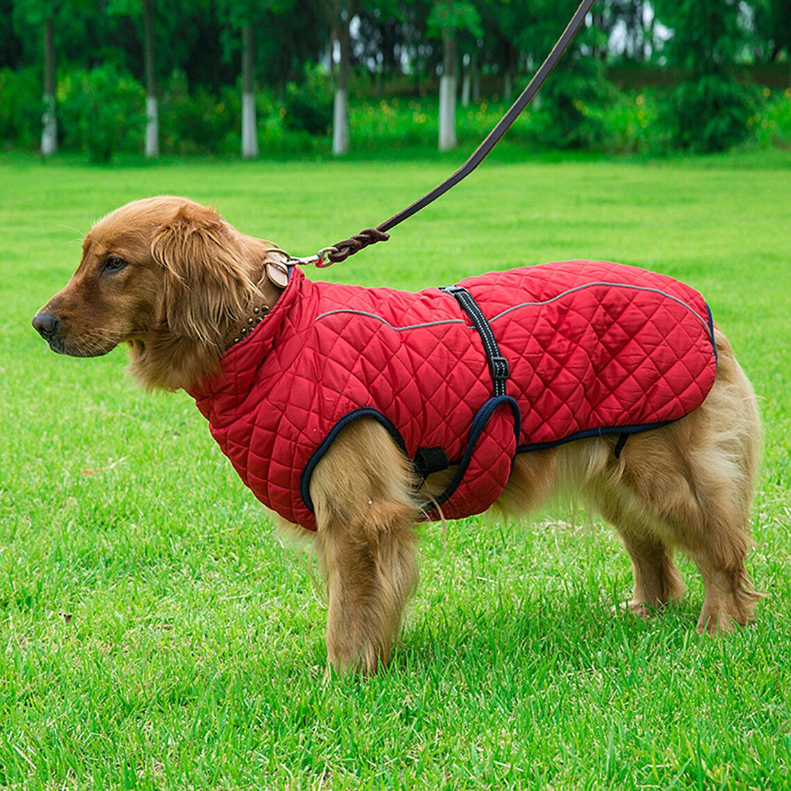 Veste coupe-vent pour chien