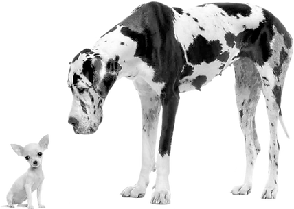 Black_and_White_Dogs_Only.png