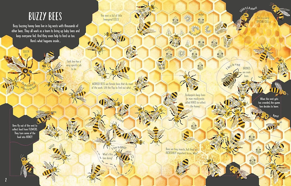 See Inside Bugs and Butterflies  Emily Bone