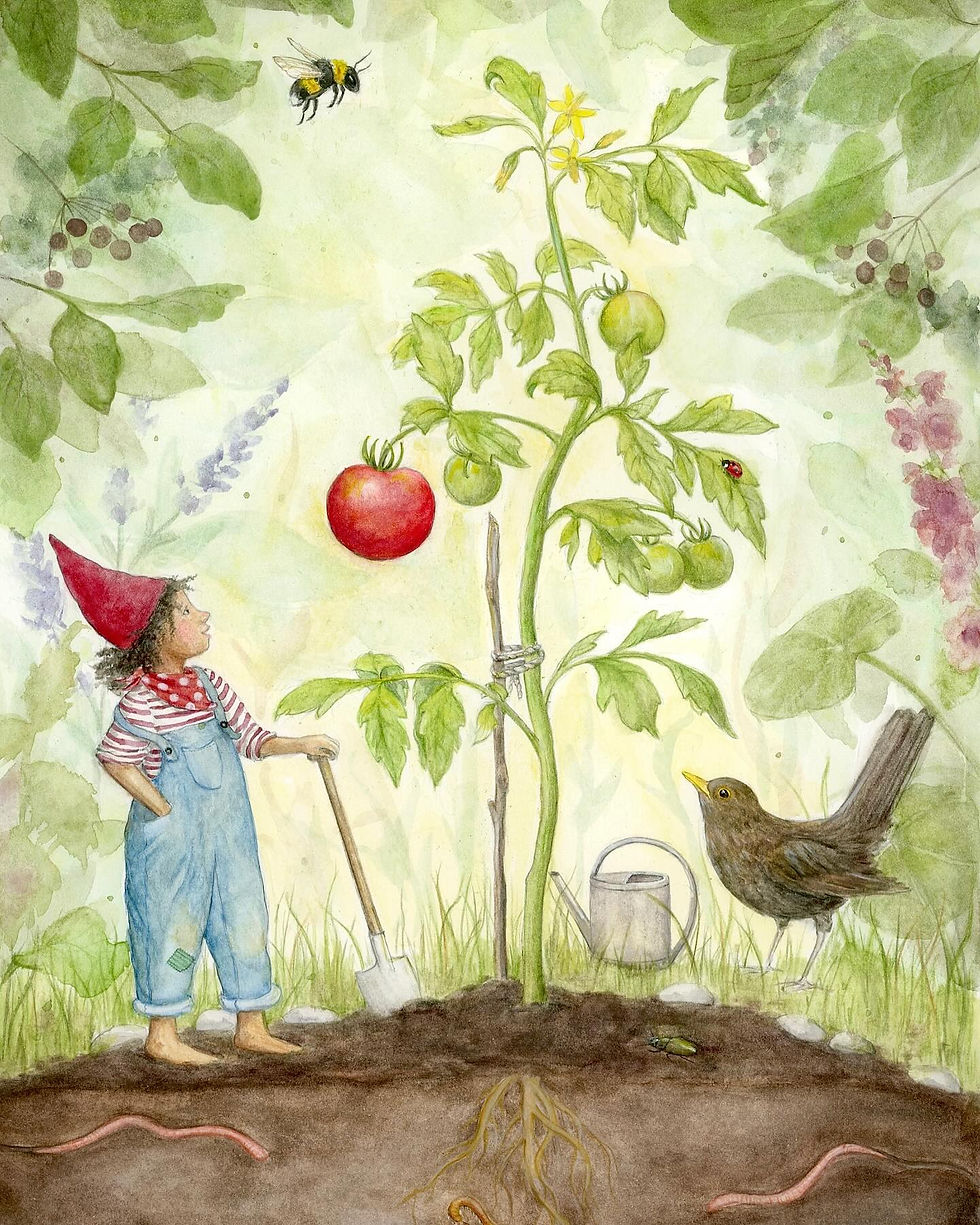 Mhairi Hellbrandt Postcard – The First Ripe Tomato