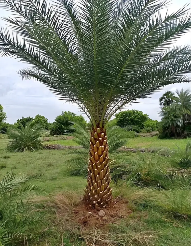 Date palm.webp