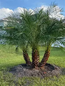 Pygmy Date Palm.webp