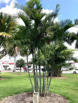 Areca Palm.webp