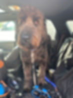 Traveling with dogs, featuring Prince the Double Doodle based in Birmingham, Alabama.