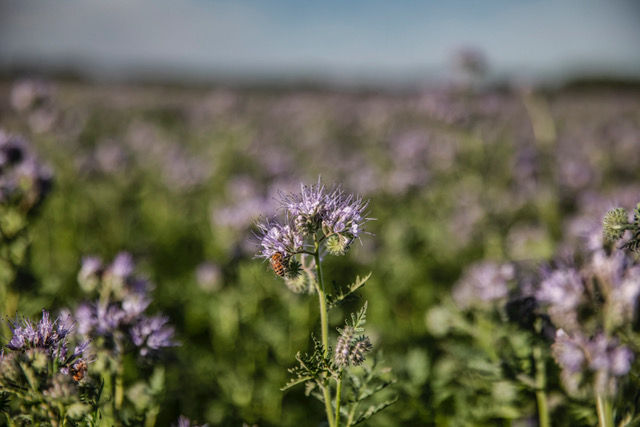 Thumbnail: SuperBee Phacelia