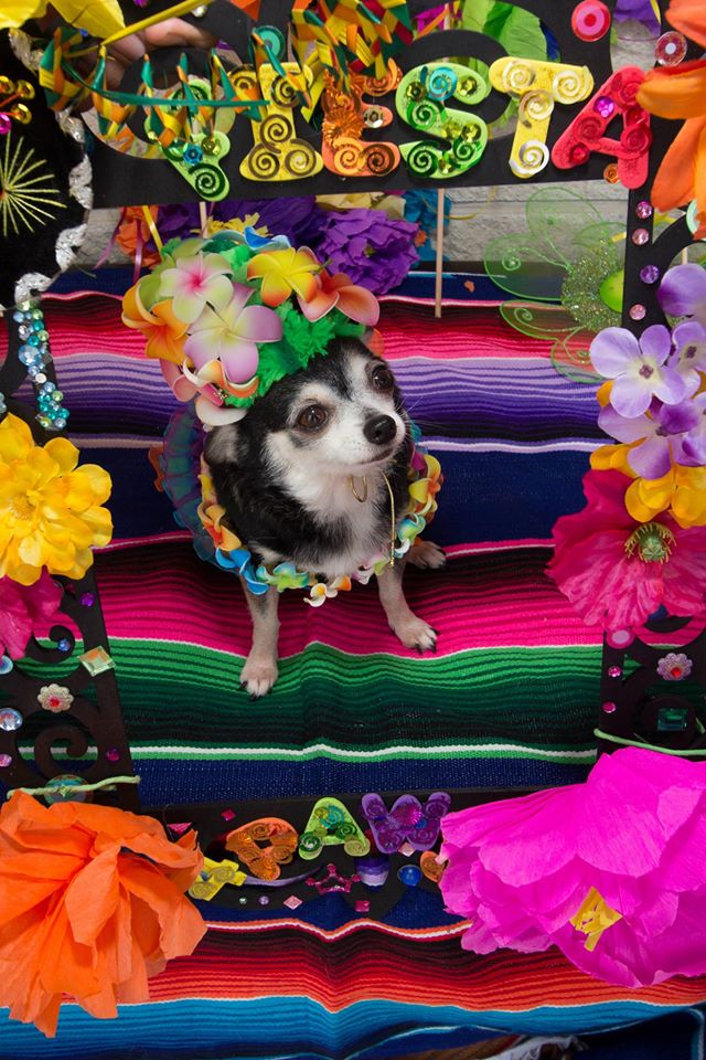 Fiesta 4 paws 2014 43.jpg