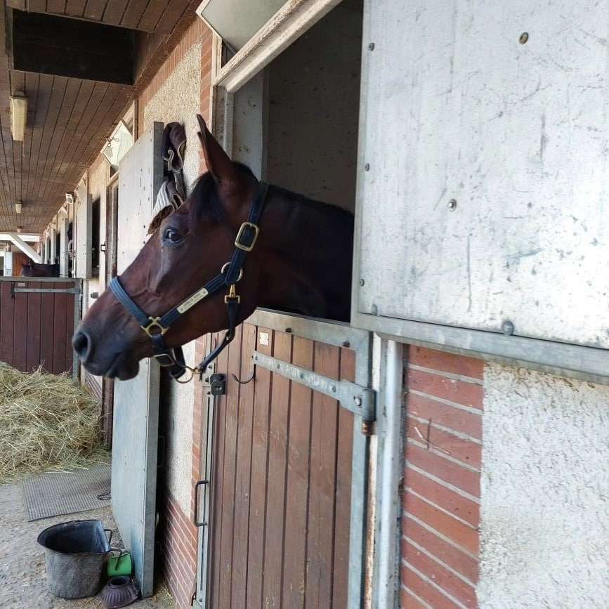 Jamaica Boko till Frankrike!