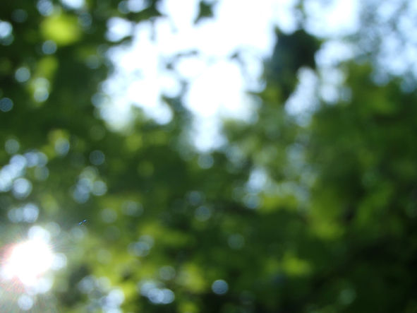 blurry leaves