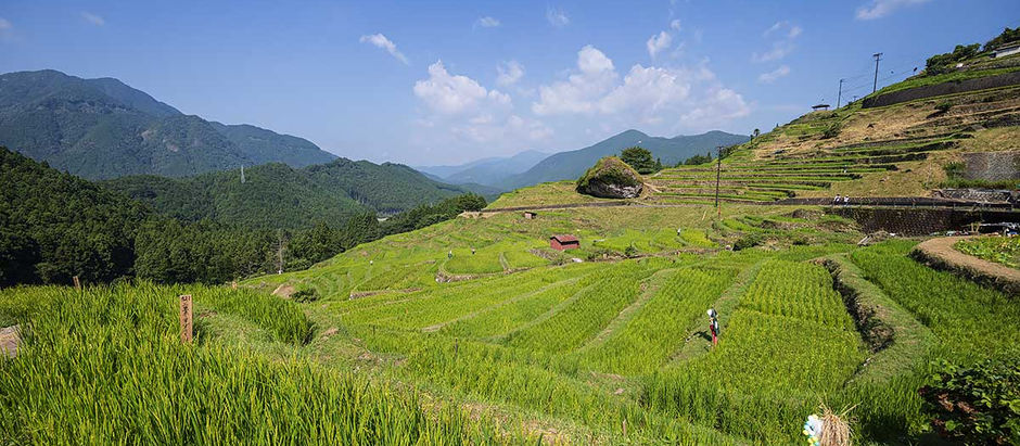 夏の丸山千枚田