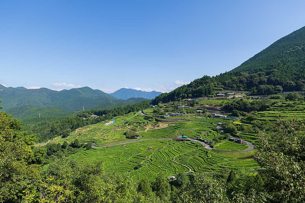 夏色の丸山千枚田