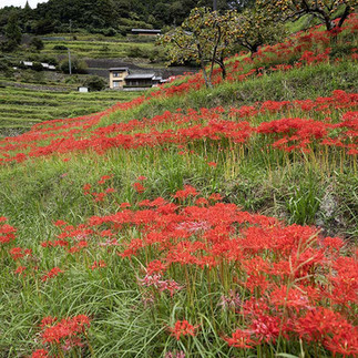 丸山千枚田の彼岸花