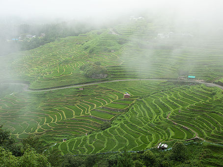 夏の丸山千枚田（2022.7.17）