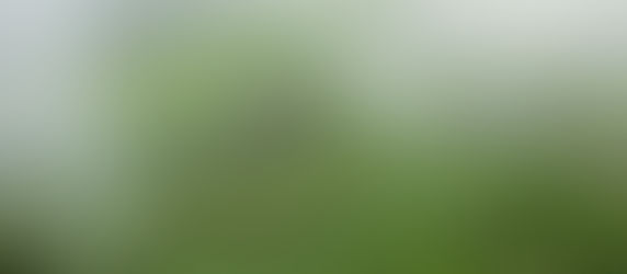 夏の丸山千枚田(2022.7.17)