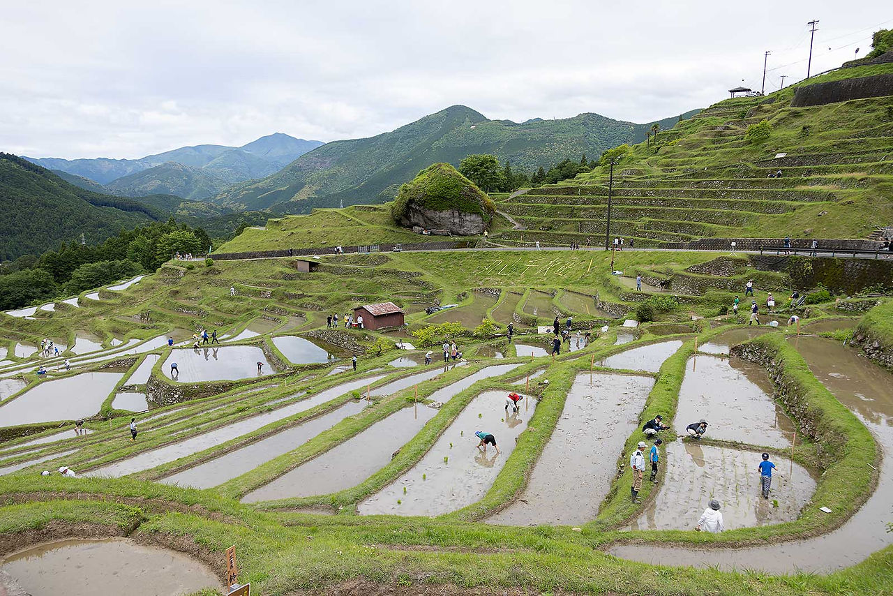 どんどん田植えが進む棚田