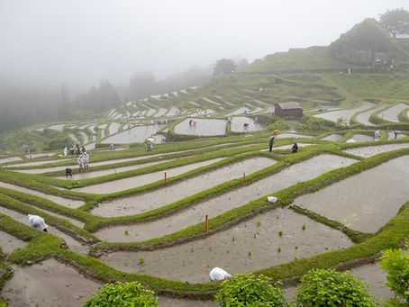 霧に包まれた丸山千枚田