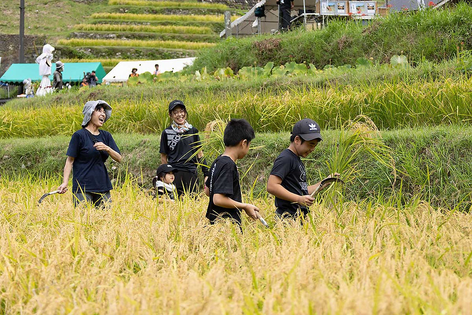 楽しく稲刈りが進む丸山千枚田