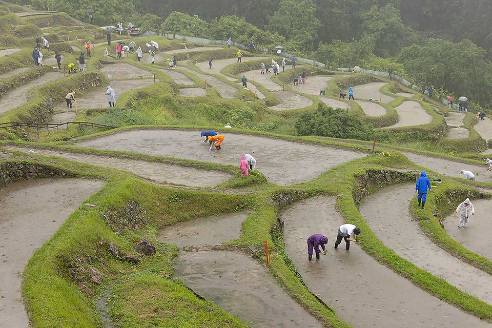 雨の中、田植えをするオーナーの皆様