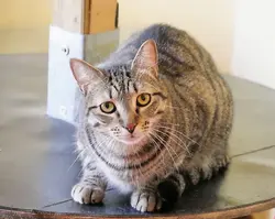 Tabasco