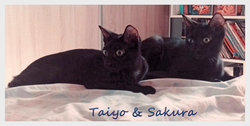Taiyo & Sakura
