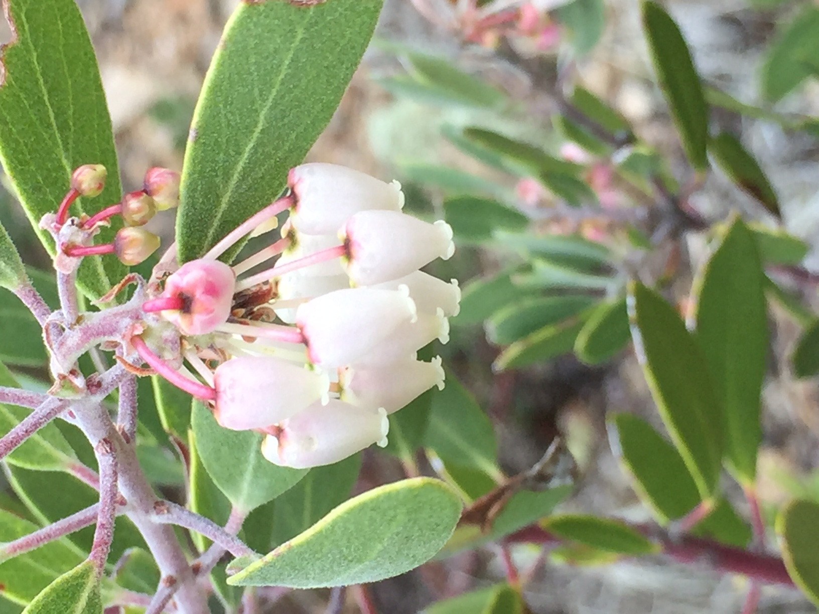 Forest Flowers