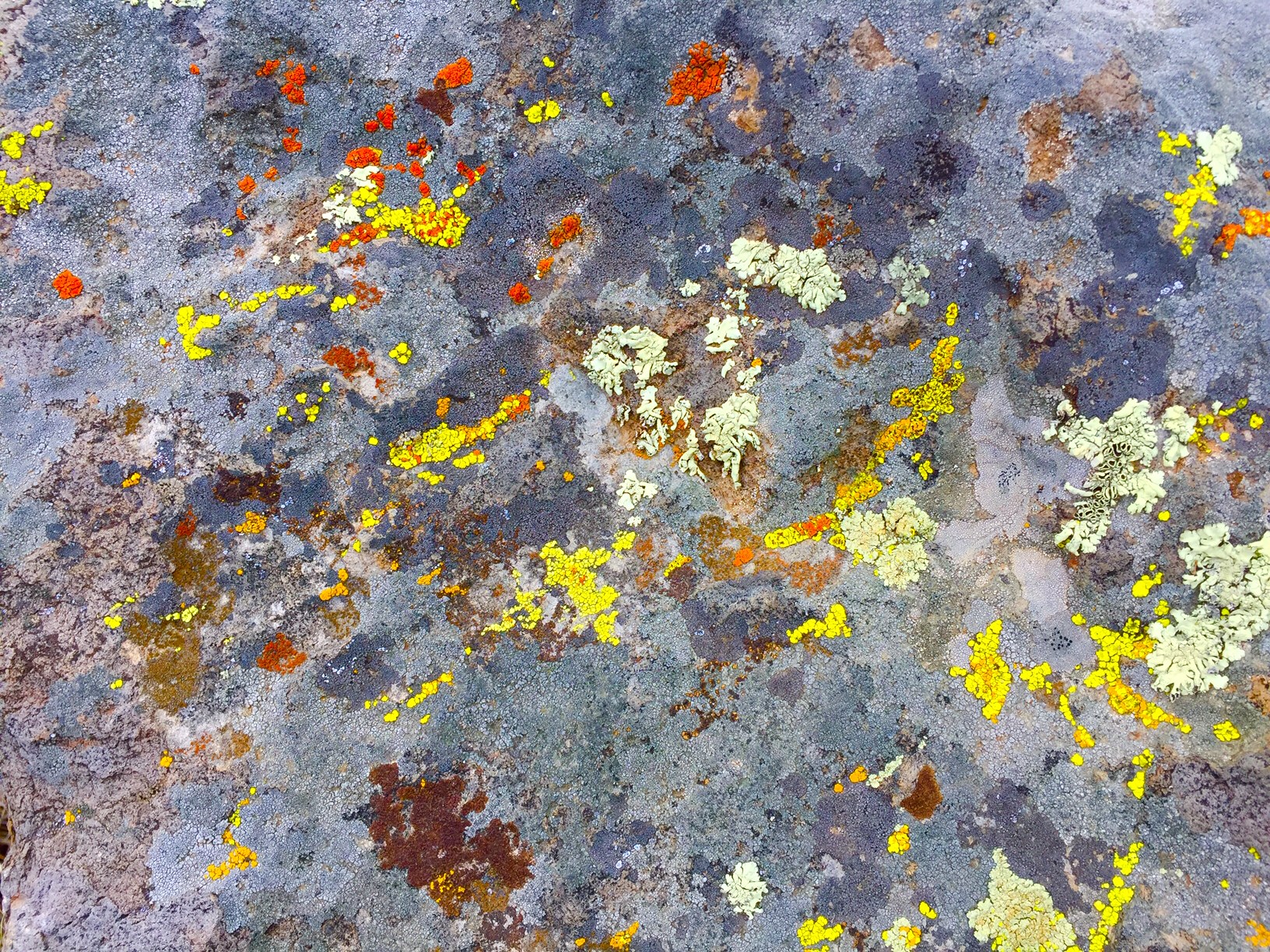 Nature's pallet