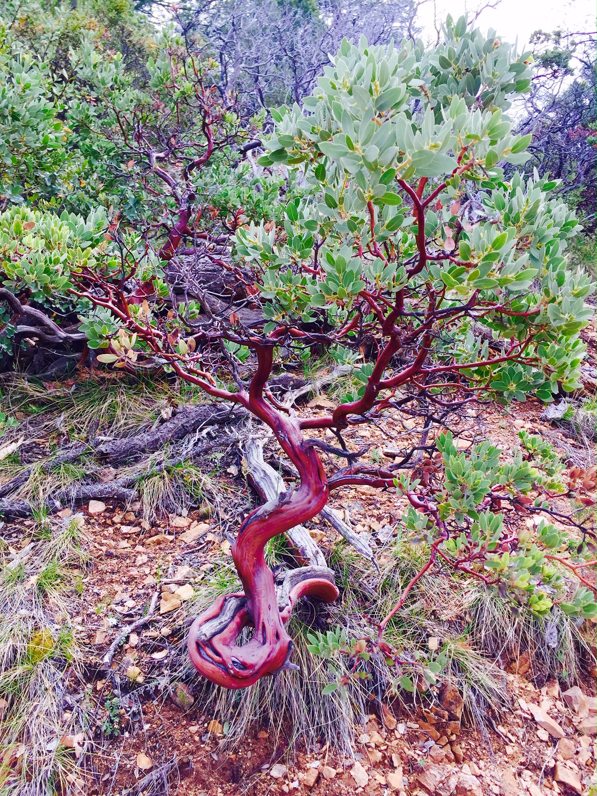 Red Tree