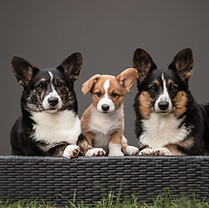 Corginique | Madlyn Drogoin | Liebevolle Welsh Corgi Cardigan Zucht in der Schweiz - Mitglied in der SKG sowie im Schweizerischen Welsh Corgi Klub, anerkannt von der FCI