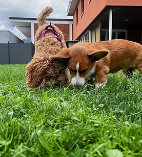 Hund im Alltag, Hundebetreuung in Walenstadt, Madlyn Drogoin