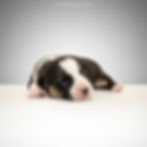 Photo: www.lynnpix.ch