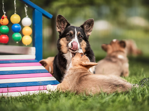 Corginique | Madlyn Drogoin | Liebevolle Welsh Corgi Cardigan Zucht in der Schweiz - Mitglied in der SKG sowie im Schweizerischen Welsh Corgi Klub, anerkannt von der FCI