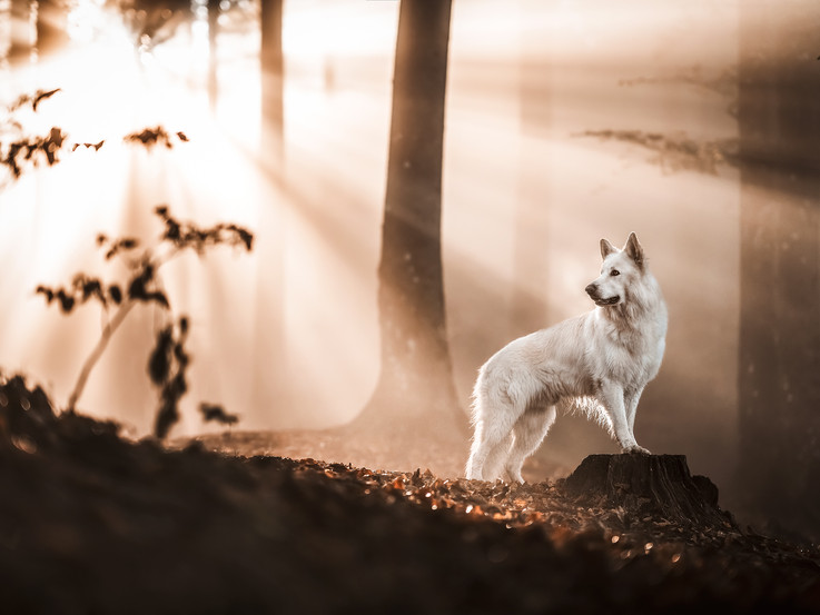 Schweizer Schäferhund im Wald umgeben von Sonnenstrahlen
