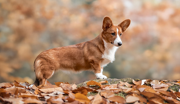 Corginique | Madlyn Drogoin | Liebevolle Welsh Corgi Cardigan Zucht in der Schweiz - Mitglied in der SKG sowie im Schweizerischen Welsh Corgi Klub, anerkannt von der FCI