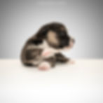 Photo: www.lynnpix.ch