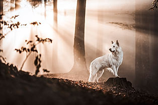 Hundefotoshooting in der Natur in Zürich