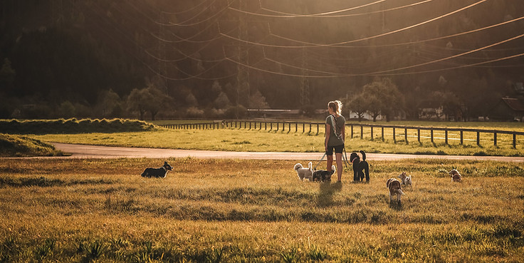 Hund im Alltag, Hundebetreuung in Walenstadt, Madlyn Drogoin