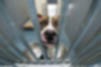 Hund im Tierheim