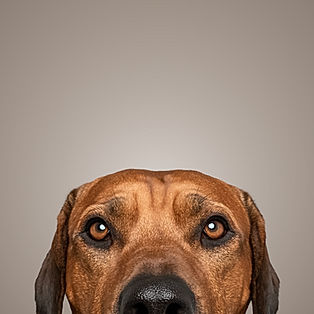 Hundeporträt im Fotostudio in Walenstadt