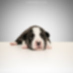 Photo: www.lynnpix.ch