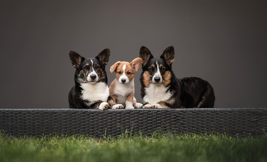 Corginique | Madlyn Drogoin | Liebevolle Welsh Corgi Cardigan Zucht in der Schweiz - Mitglied in der SKG sowie im Schweizerischen Welsh Corgi Klub, anerkannt von der FCI