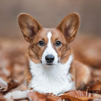 Corginique | Madlyn Drogoin | Liebevolle Welsh Corgi Cardigan Zucht in der Schweiz - Mitglied in der SKG sowie im Schweizerischen Welsh Corgi Klub, anerkannt von der FCI