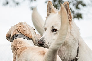 Hundetraining Fotoshooting für Hundeschule