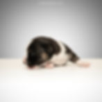 Photo: www.lynnpix.ch
